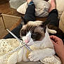 Zia a rejoint le concours — aidez-le/la à gagner de superbes lots ! cat, knitting_needles, knitting, white_cat, brown_cat, person, lap, couch, relaxing, indoor, cozy, hand, legs, toes, painted_toenails, yarn, textile, wooden_floor, pillow, home