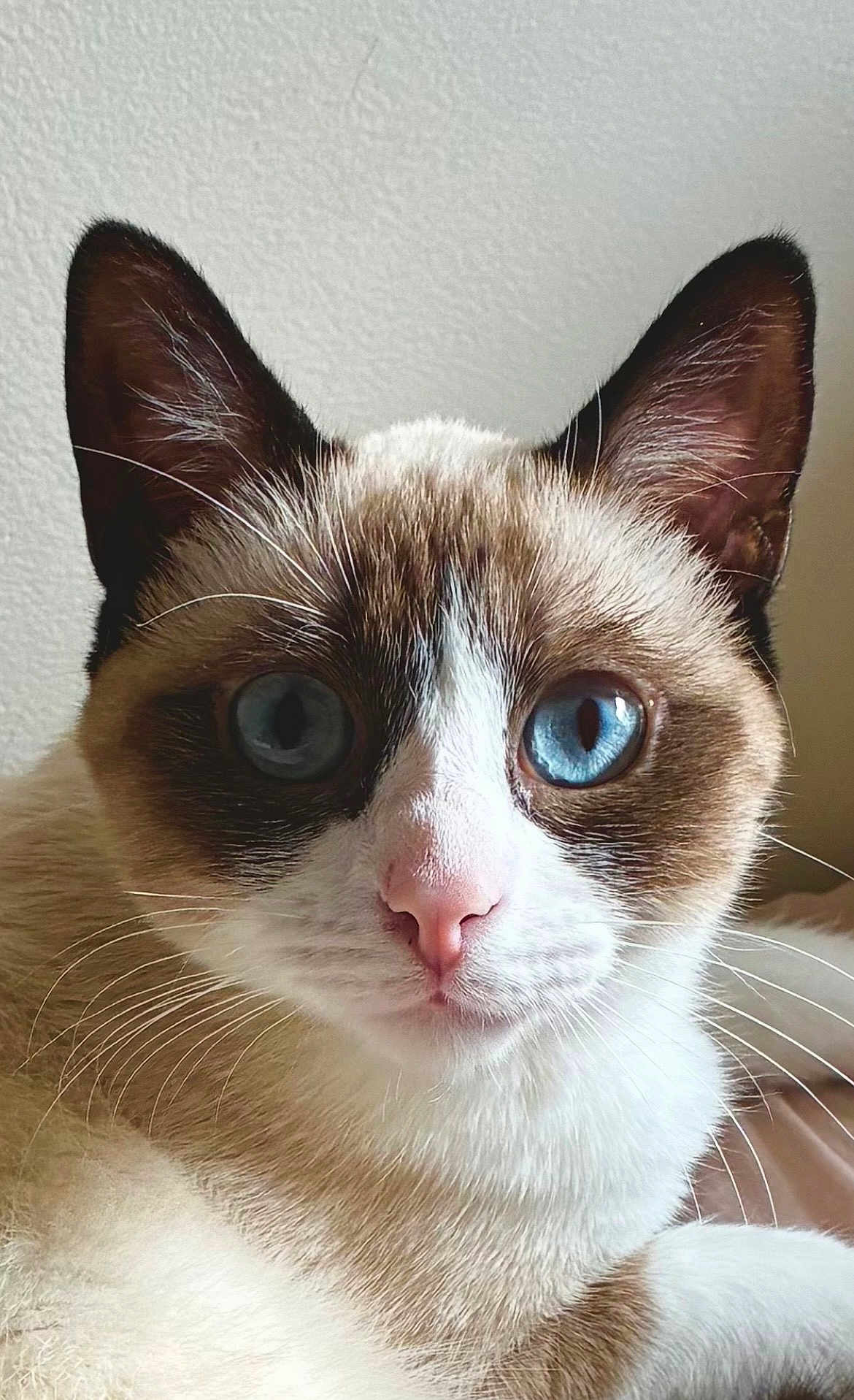 Zia participe au concours pour gagner de l'argent avec cette photo : cat, close_up, blue_eyes, whiskers, fur, pet, animal, indoor, portrait, cute, feline, face, ears, nose, domestic_cat, looking, soft_light, detail, alert, relaxed