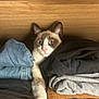 Zia a rejoint le concours — aidez-le/la à gagner de superbes lots ! cat, clothes, drawer, folded_clothes, denim, curious, pet, indoor, feline, paw, fabric, storage, cozy, cute, brown, white, black, gray, home, resting