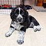 puppy, dog, puppy_face, black_and_white, speckled_paws, indoor, wood_floor, crate, pet_bed, curious, sitting, looking_at_camera, cute, young, fur, whiskers, nose, eyes, paws, home