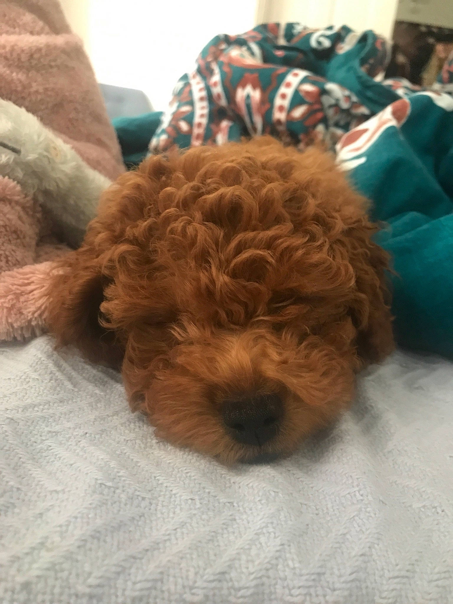 Cudi joined the competition — help win amazing prizes! barbet, canidae, carnivore, cavapoo, cockapoo, companion_dog, dog, dog_breed, goldendoodle, labradoodle, lagotto_romagnolo, maltepoo, mammal, miniature_poodle, poodle, puppy, spanish_water_dog, sporting_group, toy_poodle, water_dog