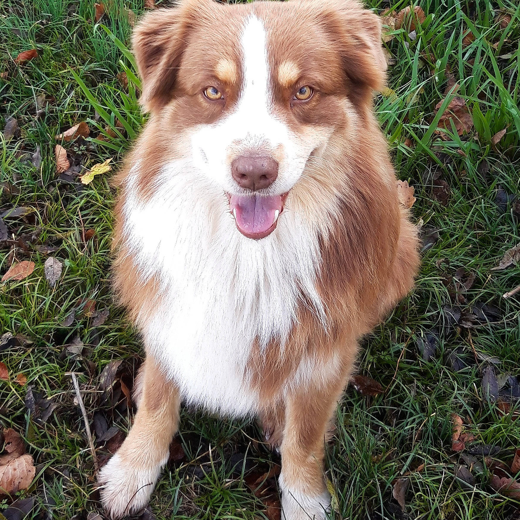 Lucky participe au concours pour gagner de l'argent avec cette photo : australian_collie, australian_shepherd, basque_shepherd_dog, border_collie, canidae, carnivore, companion_dog, dog, dog_breed, english_shepherd, grass, herding_dog, mammal, miniature_australian_shepherd, plant, rare_breed_dog, sporting_group, vertebrate, welsh_sheepdog, working_dog