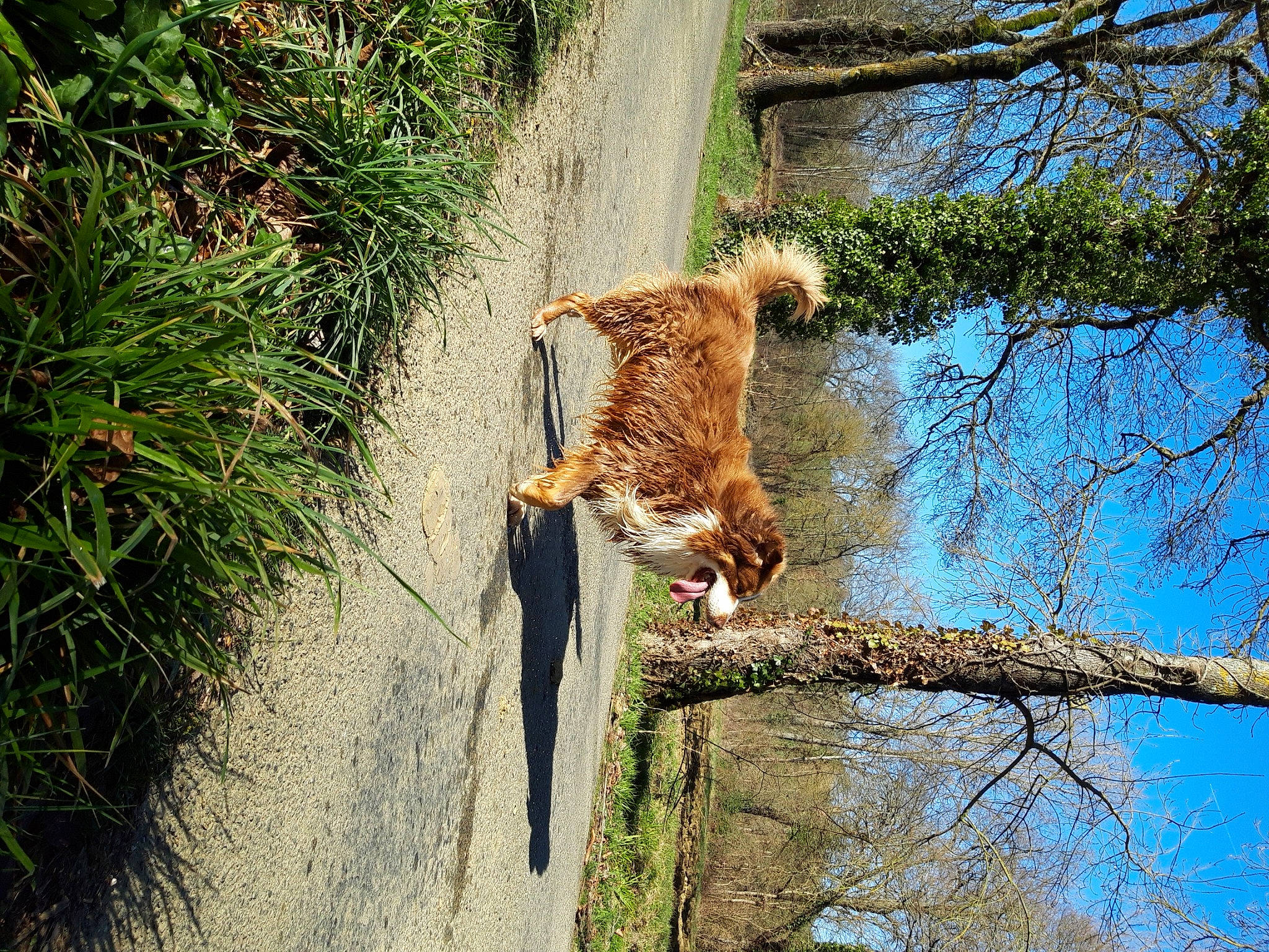 Lucky a rejoint le concours — aidez-le/la à gagner de superbes lots ! branch, canidae, carnivore, cat, fawn, felidae, plant, small_to_medium_sized_cats, sporting_group, tail, tree, wildlife