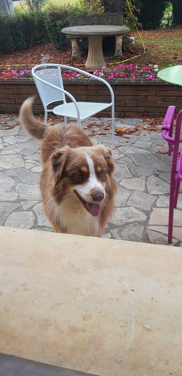 Lucky participe au concours pour gagner de l'argent avec cette photo : australian_shepherd, border_collie, canidae, carnivore, dog, dog_breed, fawn, herding_dog, mammal, miniature_australian_shepherd, sporting_group, vertebrate, working_dog