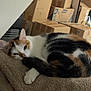 Soquette participe au concours pour gagner de l'argent avec cette photo : cat, calico, blanket, sleepy, cozy, indoor, cardboard_boxes, fur, pet, animal, resting, paw, tail, soft, laying, home, relaxed, cute, feline, curled_up