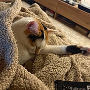 Soquette a rejoint le concours — aidez-le/la à gagner de superbes lots ! cat, calico_cat, blanket, sleeping, paw, indoor, cozy, furniture, book, wooden_cabinet, soft_lighting, carpet, relaxing, pet, fur, animal, closeup, resting, warm, home