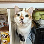 Soquette a rejoint le concours — aidez-le/la à gagner de superbes lots ! cat, calico_cat, kitchen, shelf, container, egg_cartons, flowers, green_eyes, whiskers, curious, pink_nose, domestic_cat, feline, pet, indoor, close_up, household_item, countertop, appliance, cubby