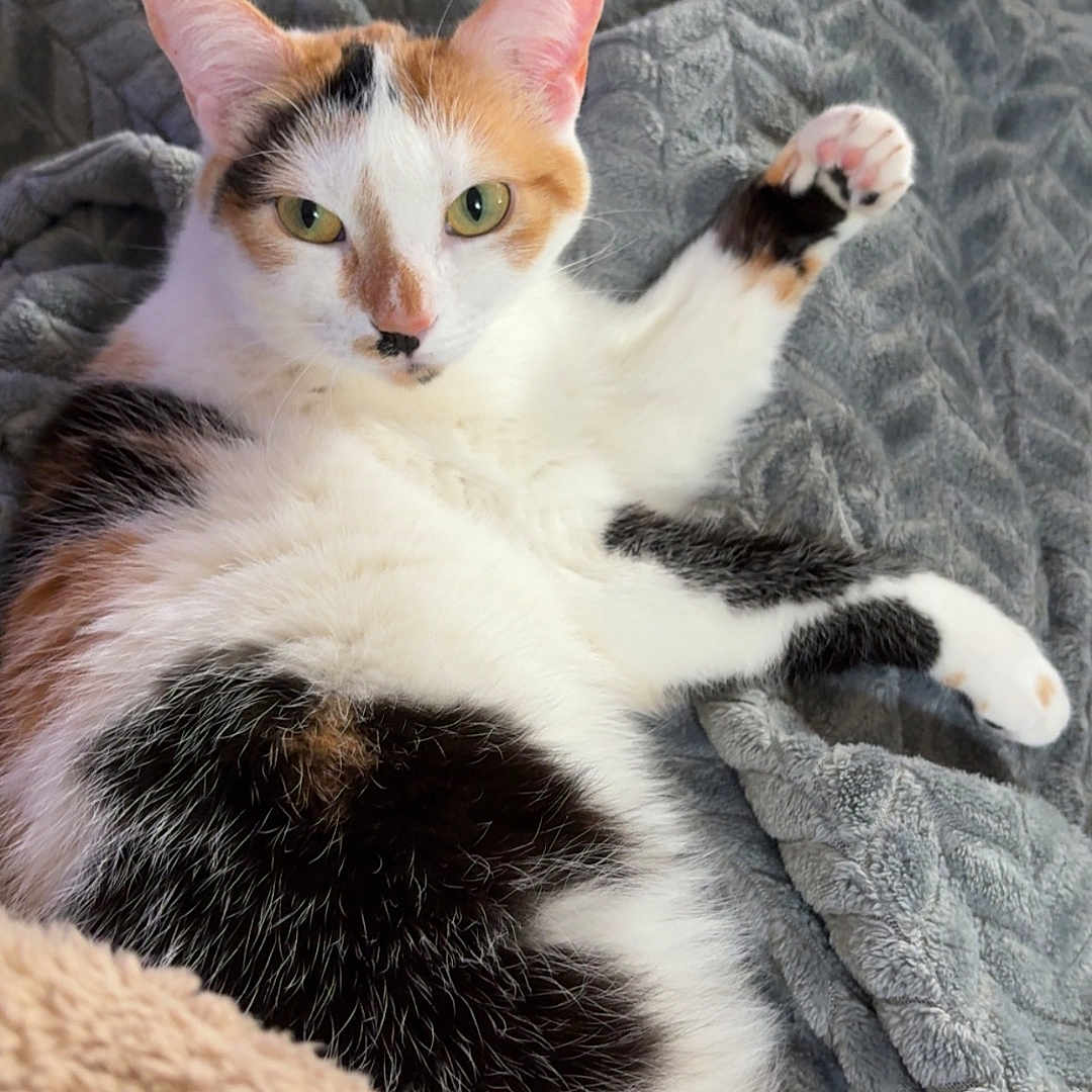 Soquette a rejoint le concours — aidez-le/la à gagner de superbes lots ! animal, blanket, calico, cat, closeup, comfortable, cozy, curious, cute, feline, fur, indoor, lying_down, paw, pet, relaxed, resting, soft, texture, whiskers
