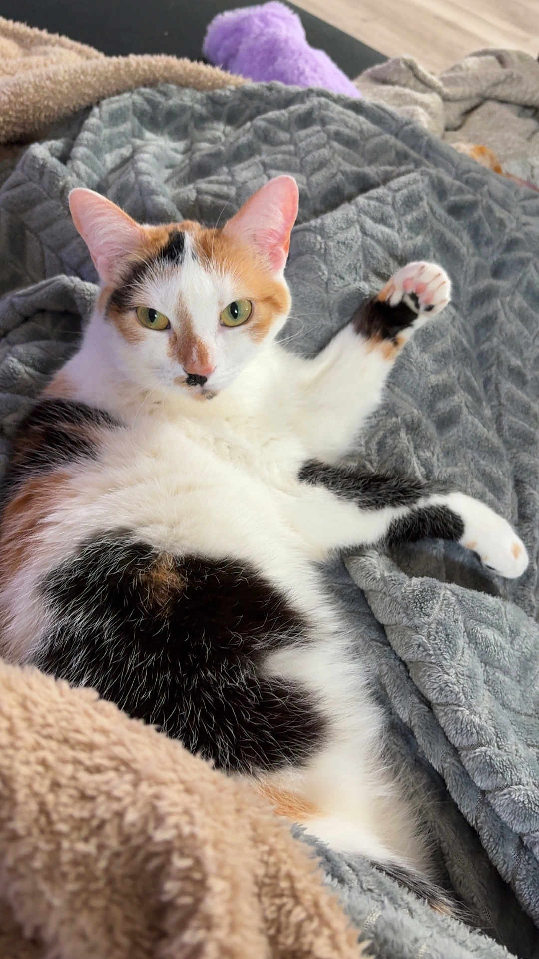 Soquette a rejoint le concours — aidez-le/la à gagner de superbes lots ! animal, blanket, calico, cat, closeup, comfortable, cozy, curious, cute, feline, fur, indoor, lying_down, paw, pet, relaxed, resting, soft, texture, whiskers