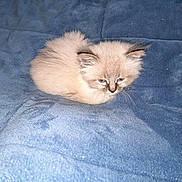 Kiki participe au concours pour gagner de l'argent avec cette photo : kitten, cat, pet, fluffy, blue_blanket, blanket, fur, whiskers, ears, eyes, sleepy, loaf, indoor, cozy, soft_texture, small_animal, domestic_animal, portrait, bedding, resting