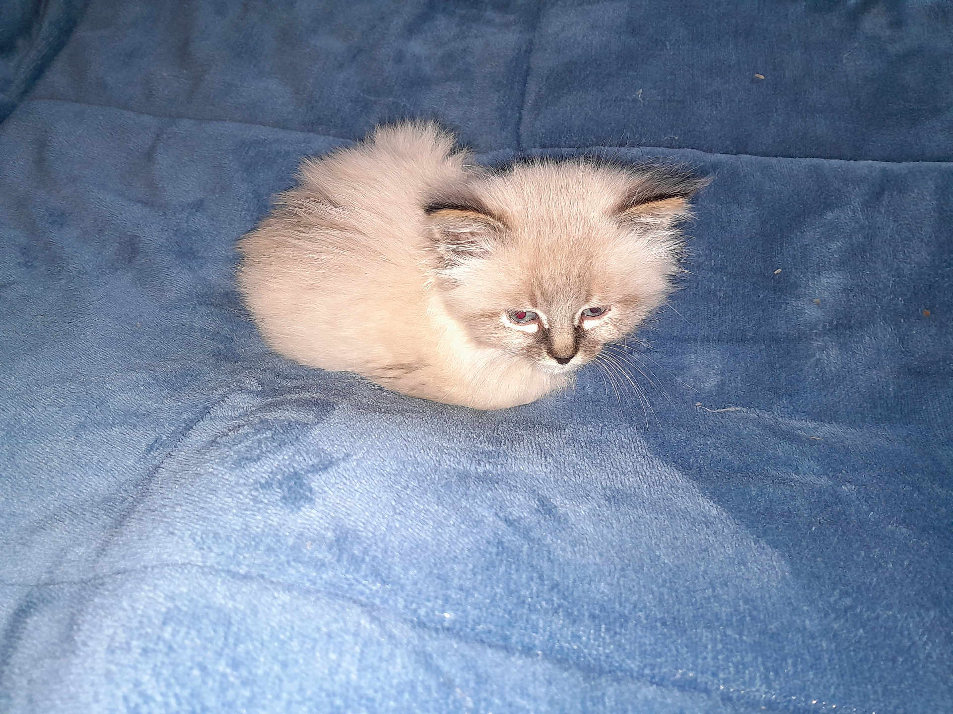 Kiki participe au concours pour gagner de l'argent avec cette photo : kitten, cat, pet, fluffy, blue_blanket, blanket, fur, whiskers, ears, eyes, sleepy, loaf, indoor, cozy, soft_texture, small_animal, domestic_animal, portrait, bedding, resting
