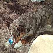 Honey Pup is registered to the contest to win money with this photo: animal, blurry, brown_fur, carpet, chewing, closeup, cute, dog, fluffy, home, indoor, lying_down, pet, plastic_bottle, playing, puppy, shaggy_carpet, small_dog, toy, white_paws