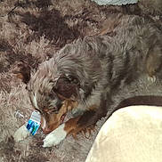 Honey Pup is registered to the contest to win money with this photo: dog, plastic_bottle, carpet, indoor, pet, playful, brown, fur, animal, chewing, white_paws, toy, relaxed, laying_down, household, domestic, cute, fluffy, muzzle, ears