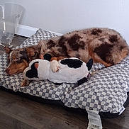 Honey Pup is registered to the contest to win money with this photo: animal, black, brown, checkered_cushion, comfort, couch, dog, ears, floor, fur, indoor, paw, pet, plush_toy, relaxation, resting, sleepy, toy, wall, white