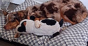 Honey Pup is registered to the contest to win money with this photo: animal, black, brown, checkered_cushion, comfort, couch, dog, ears, floor, fur, indoor, paw, pet, plush_toy, relaxation, resting, sleepy, toy, wall, white