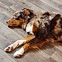 black, brown, cable, canine, device, dog, ears, floor, fur, household, indoor, lying_down, multicolored, paws, pet, relaxed, resting, side_view, white, wooden_floor