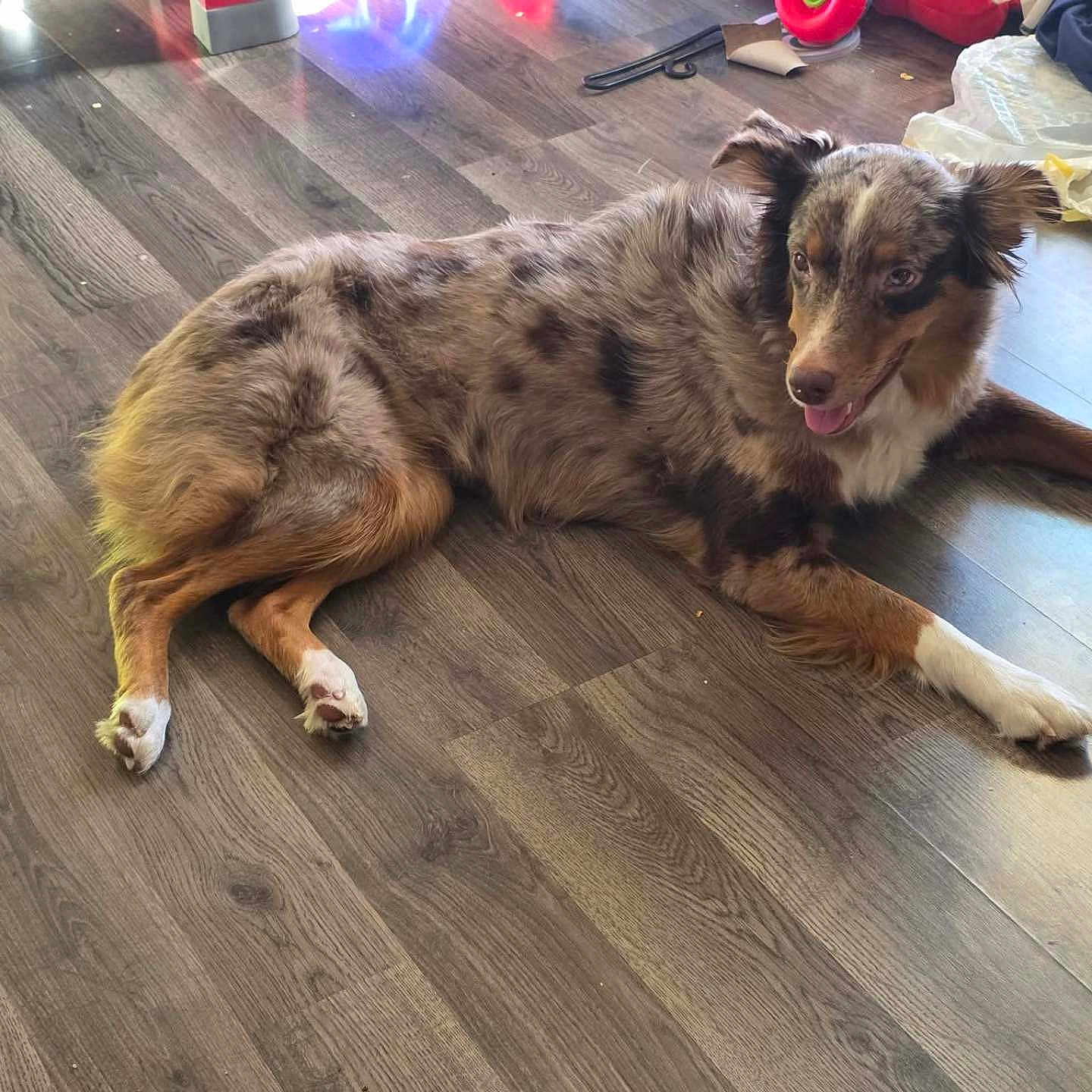 Honey Pup joined the competition — help win amazing prizes! animal, brown_fur, casual, companion, dog, domestic, ears_up, floor, fur, happy, home, indoor, laying_down, mammal, mixed_breed, pet, relaxed, tongue_out, white_paws, wooden_floor