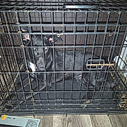 Remi is registered to the contest to win money with this photo: dog, black_dog, animal, pet, crate, cage, kennel, indoor, floor, metal_bars, sitting, staring, brown_eyes, white_chest, black_fur, food, kibble, pet_carrier, household, photograph