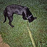Remi joined the competition — help win amazing prizes! black_dog, dog, canine, pet, animal, grass, lawn, outdoors, night, flash_photography, collar, sniffing, standing, side_view, short_hair, dark_fur, garden, ground, nature, outdoor_pet