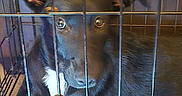 Remi joined the competition — help win amazing prizes! dog, puppy, black_dog, animal, pet, kennel, crate, cage, bars, floppy_ears, brown_eyes, nose, snout, fur, short_hair, sitting, indoors, close_up, curious, portrait