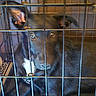 animal, bars, black_dog, brown_eyes, cage, close_up, crate, curious, dog, floppy_ears, fur, indoors, kennel, nose, pet, portrait, puppy, short_hair, sitting, snout