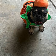 Nyla is registered to the contest to win money with this photo: dog, french_bulldog, costume, pumpkin, pet, animal, concrete_floor, cute, smiling, indoor, holiday, halloween, orange, green, small_dog, playful, adorable, festive, portrait, sitting