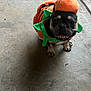dog, french_bulldog, costume, pumpkin, pet, animal, concrete_floor, cute, smiling, indoor, holiday, halloween, orange, green, small_dog, playful, adorable, festive, portrait, sitting