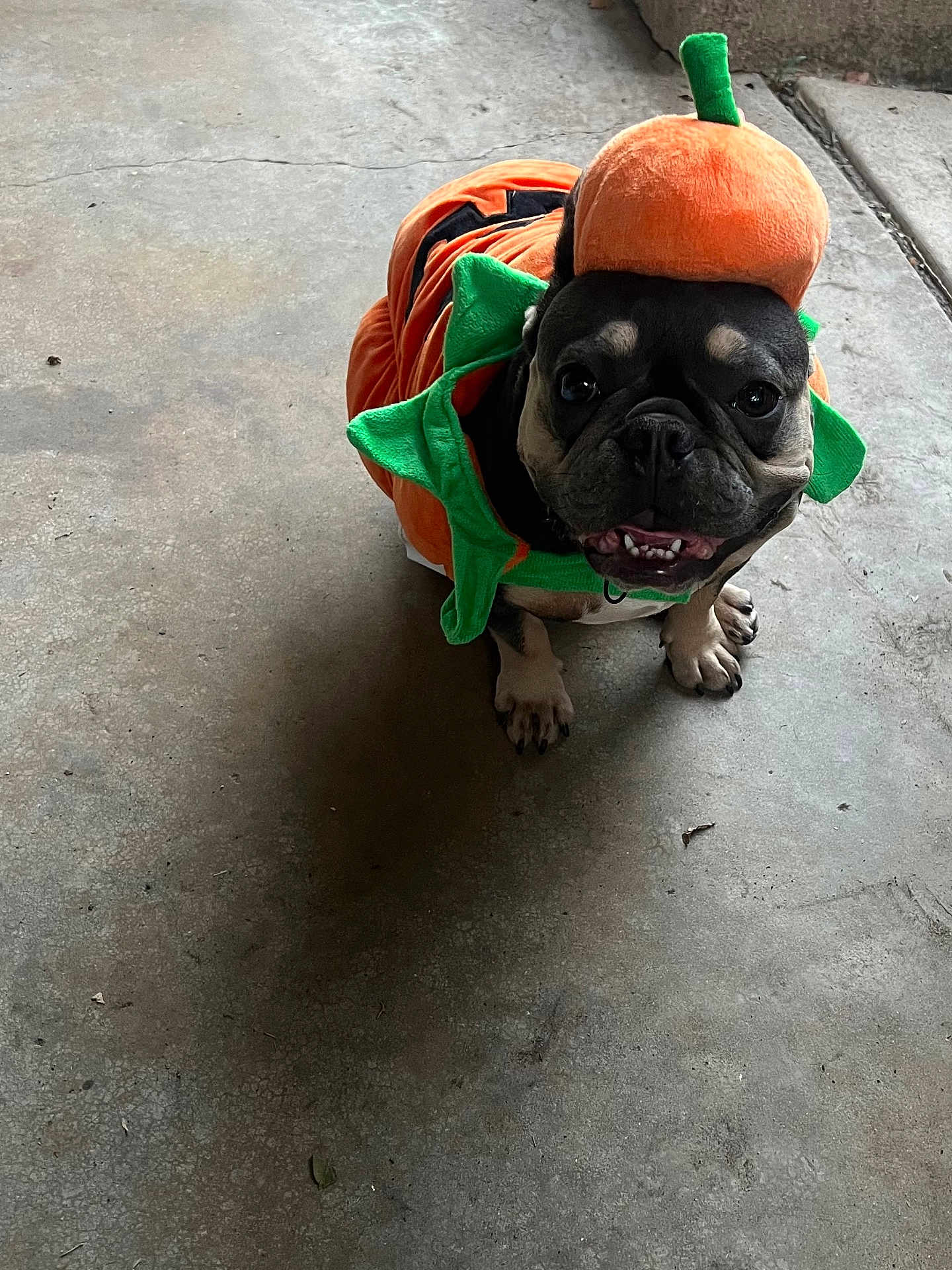 Nyla is registered to the contest to win money with this photo: dog, french_bulldog, costume, pumpkin, pet, animal, concrete_floor, cute, smiling, indoor, holiday, halloween, orange, green, small_dog, playful, adorable, festive, portrait, sitting
