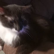 Buttercup joined the competition — help win amazing prizes! cat, blurry, couch, brown, indoor, pet, feline, fur, whiskers, white, black, animal, relaxing, seat, home, soft, furniture, domestic, companion, blur