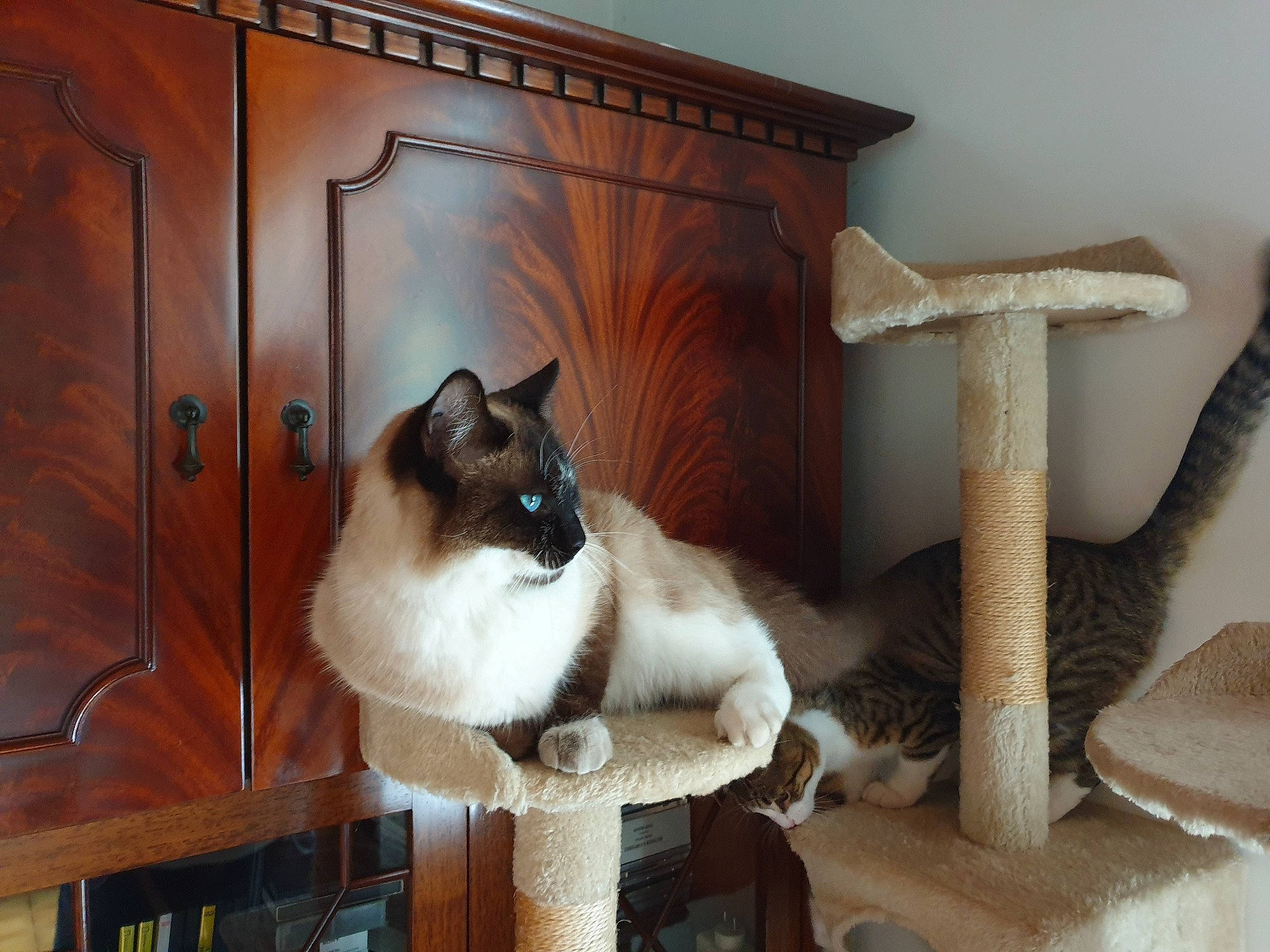 Réglisse a rejoint le concours — aidez-le/la à gagner de superbes lots ! balinese, birman, carnivore, cat, cat_supply, domestic_short_haired_cat, fawn, felidae, flooring, fur, hardwood, plant, plywood, room, siamese, small_to_medium_sized_cats, tail, thai, whiskers, wood