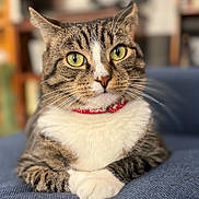 Toes is registered to the contest to win money with this photo: cat, tabby, green_eyes, collar, red_collar, whiskers, paws, feline, pet, indoor, close_up, portrait, resting, fur, striped, cute, animal, domestic, relaxed, blue_background