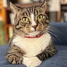 cat, tabby, green_eyes, collar, red_collar, whiskers, paws, feline, pet, indoor, close_up, portrait, resting, fur, striped, cute, animal, domestic, relaxed, blue_background
