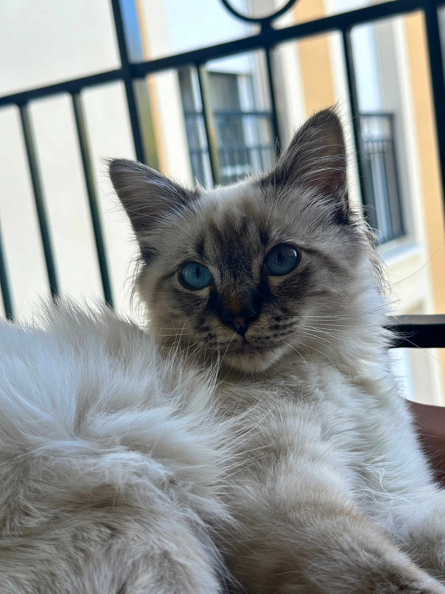 Mocka participe au concours pour gagner de l'argent avec cette photo : cat, fluffy, blue_eyes, animal, pet, indoor, balcony, fur, whiskers, relaxed, close_up, portrait, cute, feline, domestic_cat, soft_light, window, railing, mammal, young
