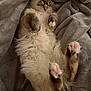 Mocka participe au concours pour gagner de l'argent avec cette photo : cat, sleeping, fluffy, paws, blanket, cozy, relaxed, pet, fur, indoor, cute, mammal, whiskers, animal, resting, adorable, soft, comfort, nap, feline
