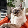 Mocka a rejoint le concours — aidez-le/la à gagner de superbes lots ! cat, blue_eyes, fluffy, orange_blanket, indoor, living_room, plant, television, furniture, cozy, pet, relaxed, portrait, fur, whiskers, domestic_animal, cute, animal, soft, resting