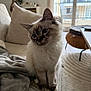 cat, fluffy, blue_eyes, couch, blanket, pillow, indoor, window, natural_light, curious, soft_fur, living_room, cozy, furniture, home, pet, sitting, tilted_head, neutral_colors, wicker_ottoman