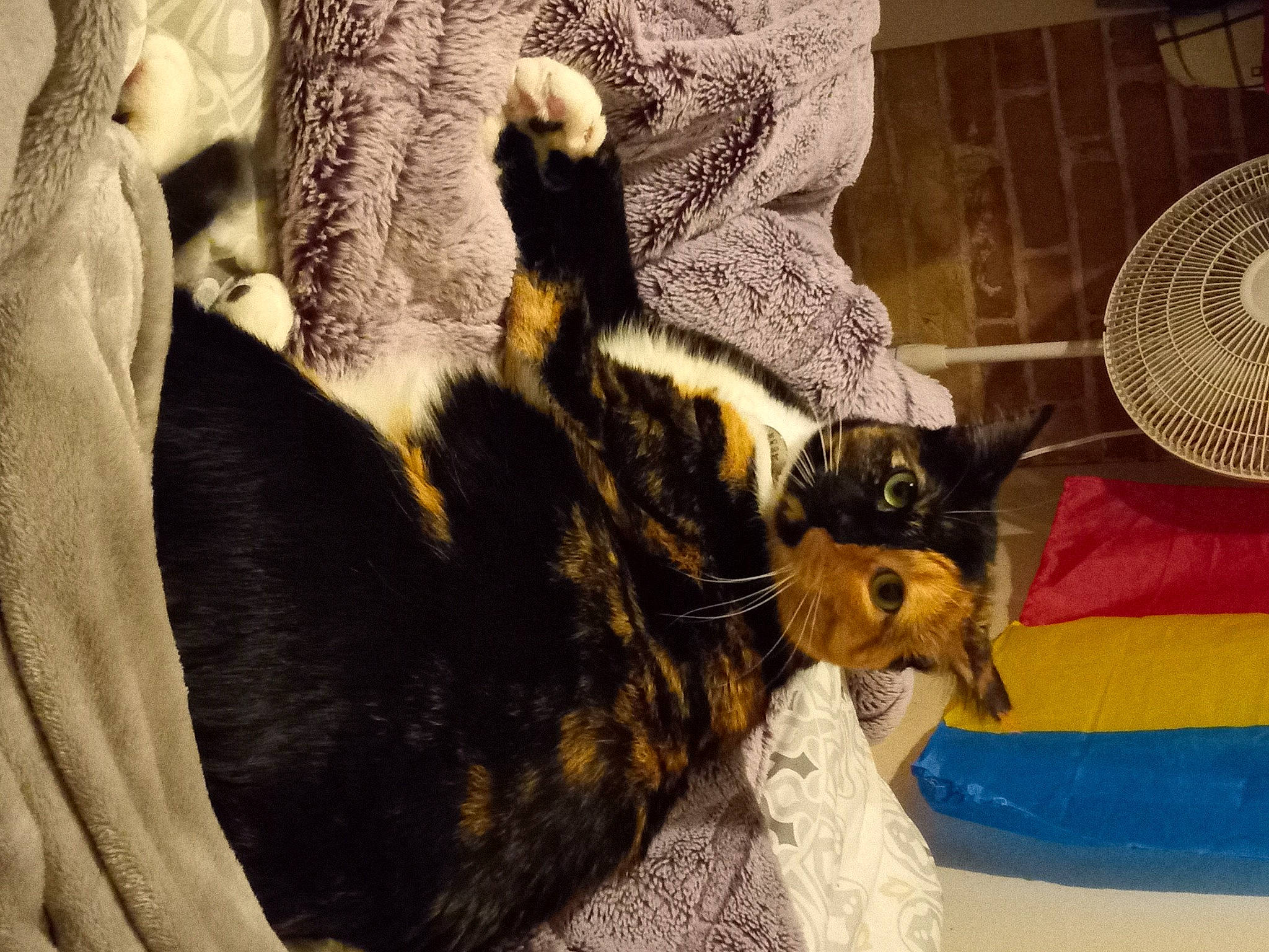 Juniper joined the competition — help win amazing prizes! black_cat, bombay, canidae, carnivore, cat, cat_supply, claw, comfort, dog_breed, domestic_short_haired_cat, ear, felidae, fur, mechanical_fan, paw, small_to_medium_sized_cats, tail, whiskers