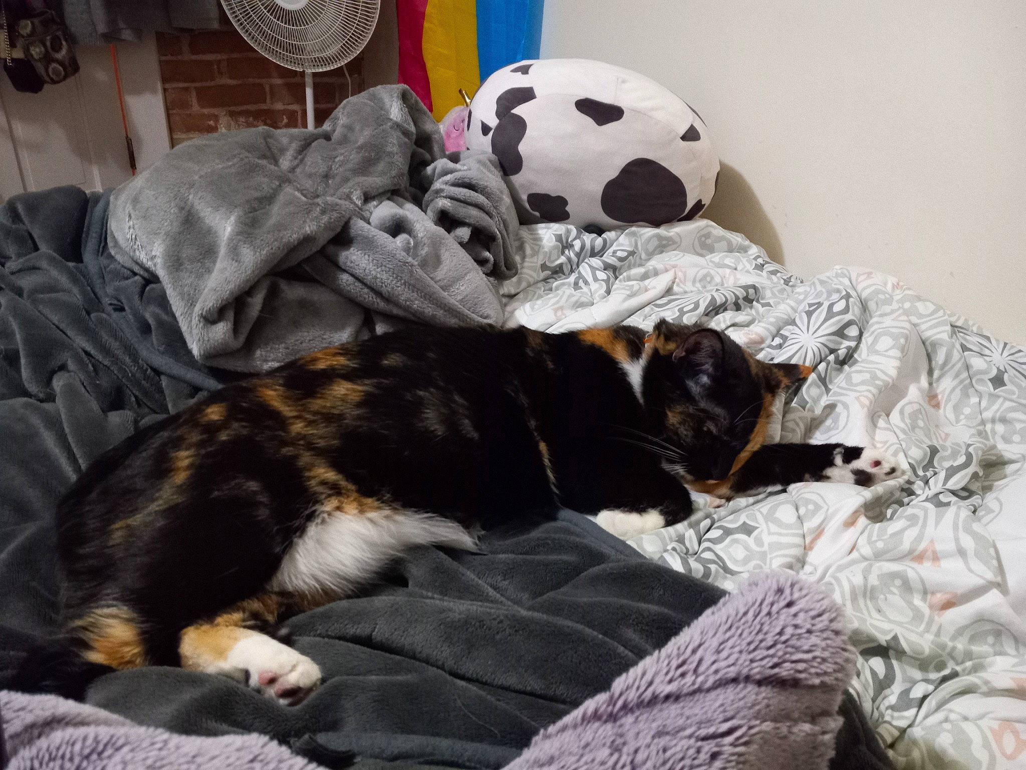 Juniper joined the competition — help win amazing prizes! ball, bedding, bedroom, carnivore, cat, comfort, companion_dog, dog_breed, domestic_short_haired_cat, felidae, football, fur, linens, mechanical_fan, room, small_to_medium_sized_cats, sporting_group, sports_equipment, tail, whiskers