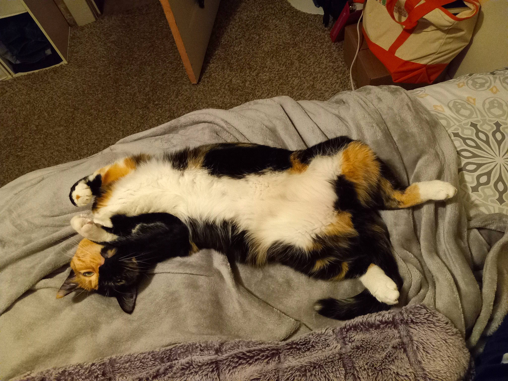 Juniper is registered to the contest to win money with this photo: canidae, carnivore, cat, claw, comfort, companion_dog, dog_breed, domestic_short_haired_cat, felidae, fur, linens, nap, paw, small_to_medium_sized_cats, snout, sporting_group, tail, terrestrial_animal, whiskers, wood