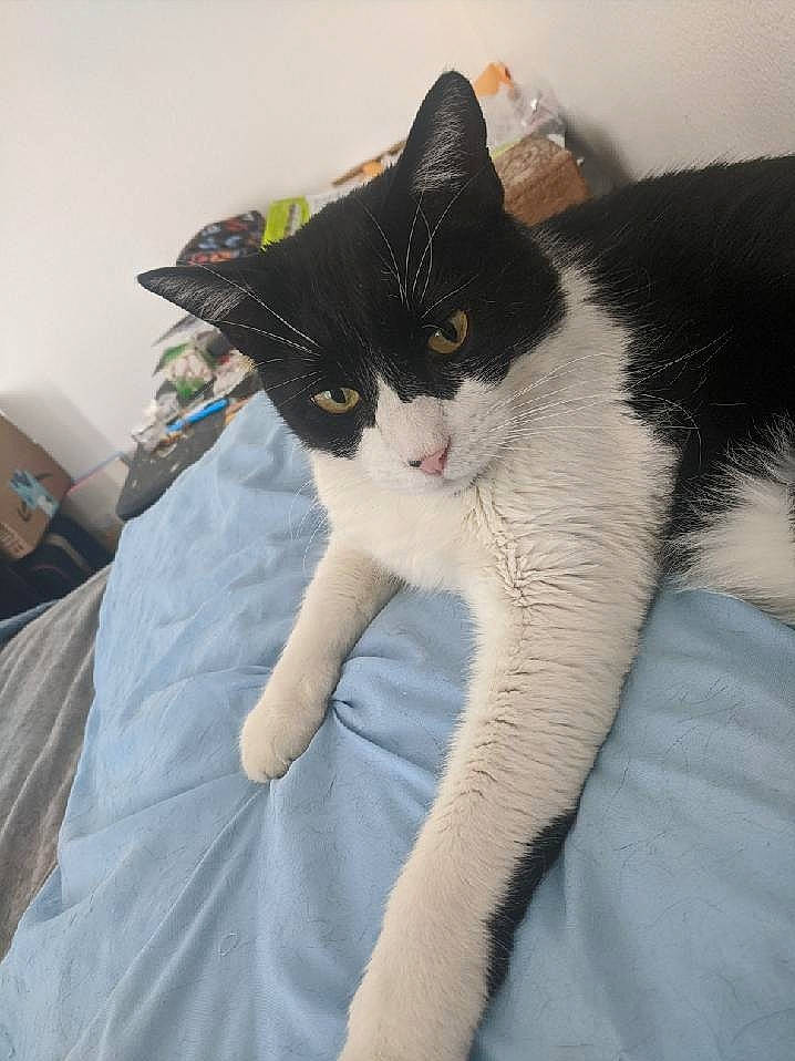 Finnley joined the competition — help win amazing prizes! carnivore, cat, comfort, domestic_short_haired_cat, eye, felidae, fur, grey, head, human_leg, lap, leg, linens, paw, sitting, small_to_medium_sized_cats, snout, tail, thigh, whiskers