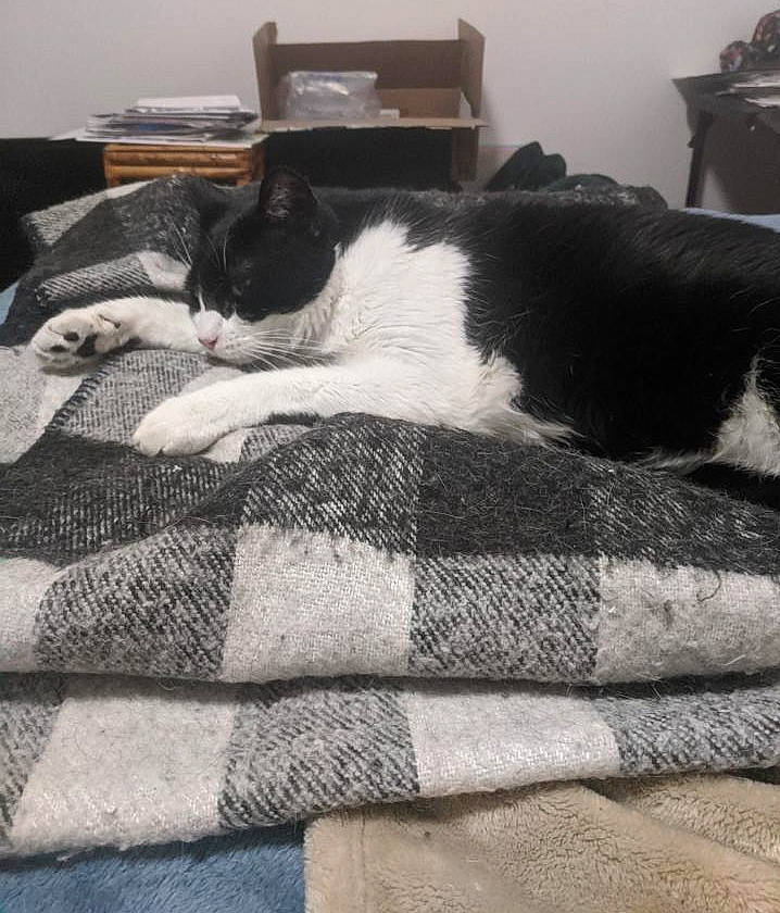 Finnley joined the competition — help win amazing prizes! bedding, carnivore, cat, comfort, domestic_short_haired_cat, duvet, felidae, flooring, fur, grey, linens, monochrome_photography, pattern, room, small_to_medium_sized_cats, tail, textile, tints_and_shades, whiskers, wood