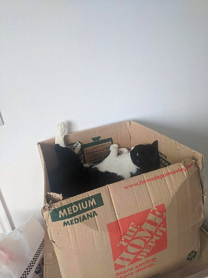 Finnley is registered to the contest to win money with this photo: bag, ball, box, cardboard, carnivore, carton, cat, comfort, felidae, household_supply, linens, luggage_and_bags, package_delivery, packaging_and_labeling, packing_materials, paper_bag, paper_product, shipping_box, small_to_medium_sized_cats, whiskers