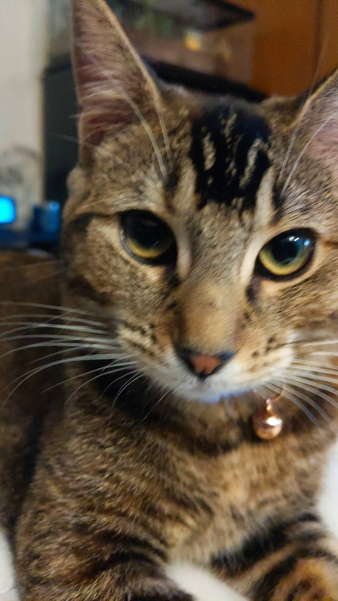 Dolly is registered to the contest to win money with this photo: carnivore, cat, domestic_short_haired_cat, felidae, fur, small_to_medium_sized_cats, snout, terrestrial_animal, whiskers, wildlife, window