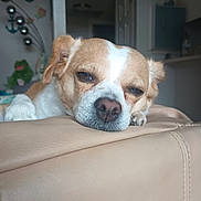 Jesse joined the competition — help win amazing prizes! anchor, animal, beige, closeup, couch, cute, dog, furniture, head, indoor, living_room, pet, plush_toy, relaxed, resting, sleepy, snout, tan, wall_decor, white