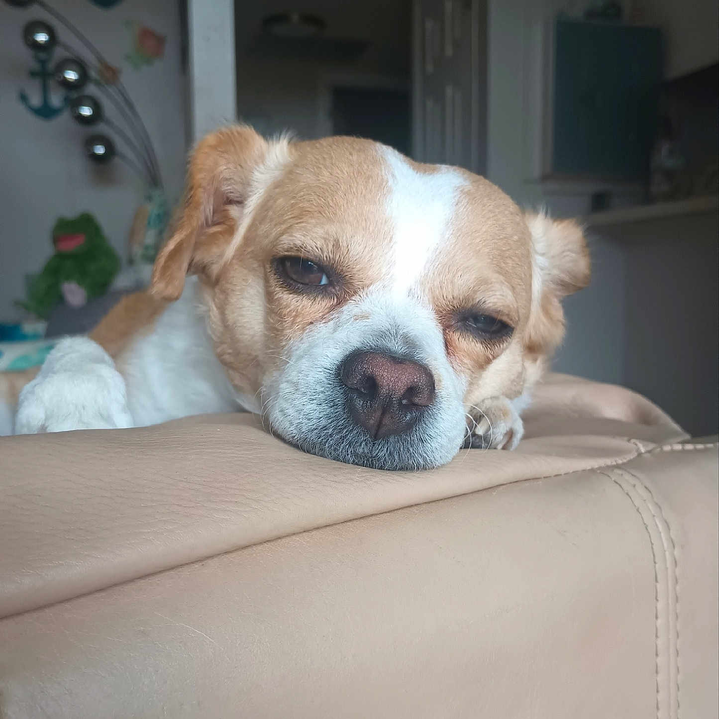 Jesse joined the competition — help win amazing prizes! anchor, animal, beige, closeup, couch, cute, dog, furniture, head, indoor, living_room, pet, plush_toy, relaxed, resting, sleepy, snout, tan, wall_decor, white