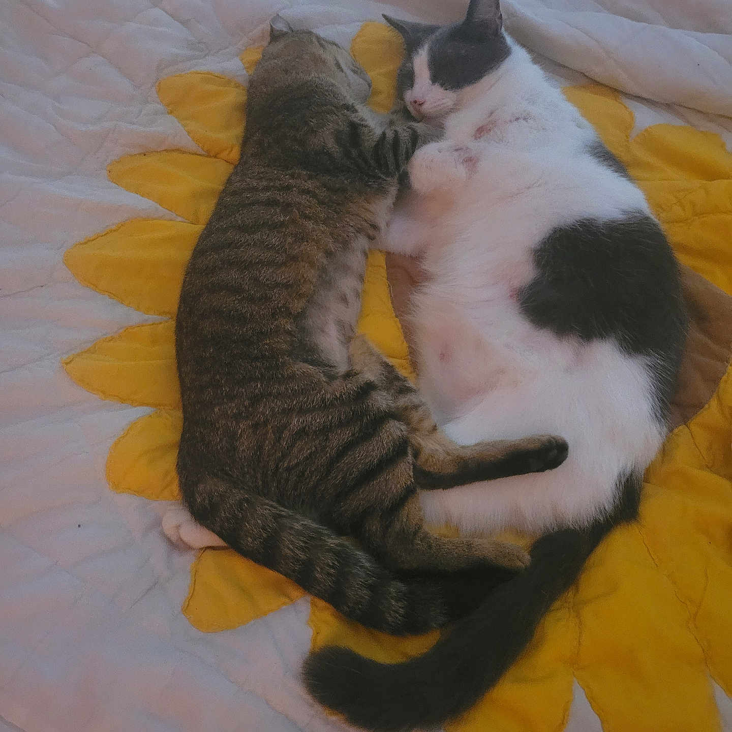 Patches And Lalo is registered to the contest to win money with this photo: abyssinian, animal, bed, bedroom, blanket, cat, couch, cushion, furniture, homedecor, indoors, kitten, linen, manx, person, pet, quilt, room, siamese, sleeping