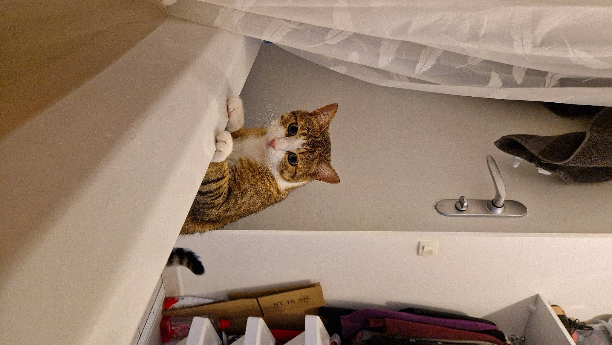 Bubulle participe au concours pour gagner de l'argent avec cette photo : carnivore, cat, ceiling, comfort, domestic_short_haired_cat, door, felidae, fur, hardwood, interior_design, linens, metal, room, shelf, shelving, small_to_medium_sized_cats, stairs, tail, whiskers, wood