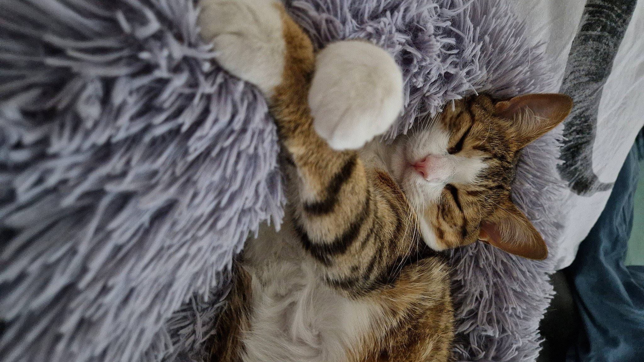 Bubulle a rejoint le concours — aidez-le/la à gagner de superbes lots ! carnivore, cat, cat_bed, claw, close_up, comfort, domestic_short_haired_cat, fawn, felidae, fur, nap, paw, plant, small_to_medium_sized_cats, snout, tail, terrestrial_animal, tree, whiskers, wildlife