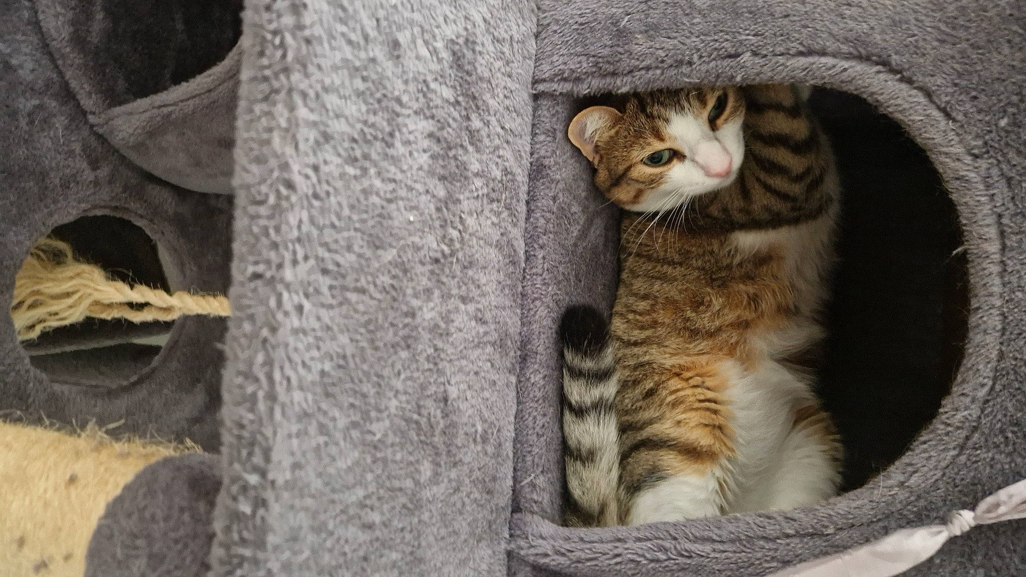 Bubulle participe au concours pour gagner de l'argent avec cette photo : carnivore, cat, claw, domestic_short_haired_cat, eye, fawn, felidae, fur, paw, sitting, small_to_medium_sized_cats, snout, tail, terrestrial_animal, tree, whiskers, wildlife, wood