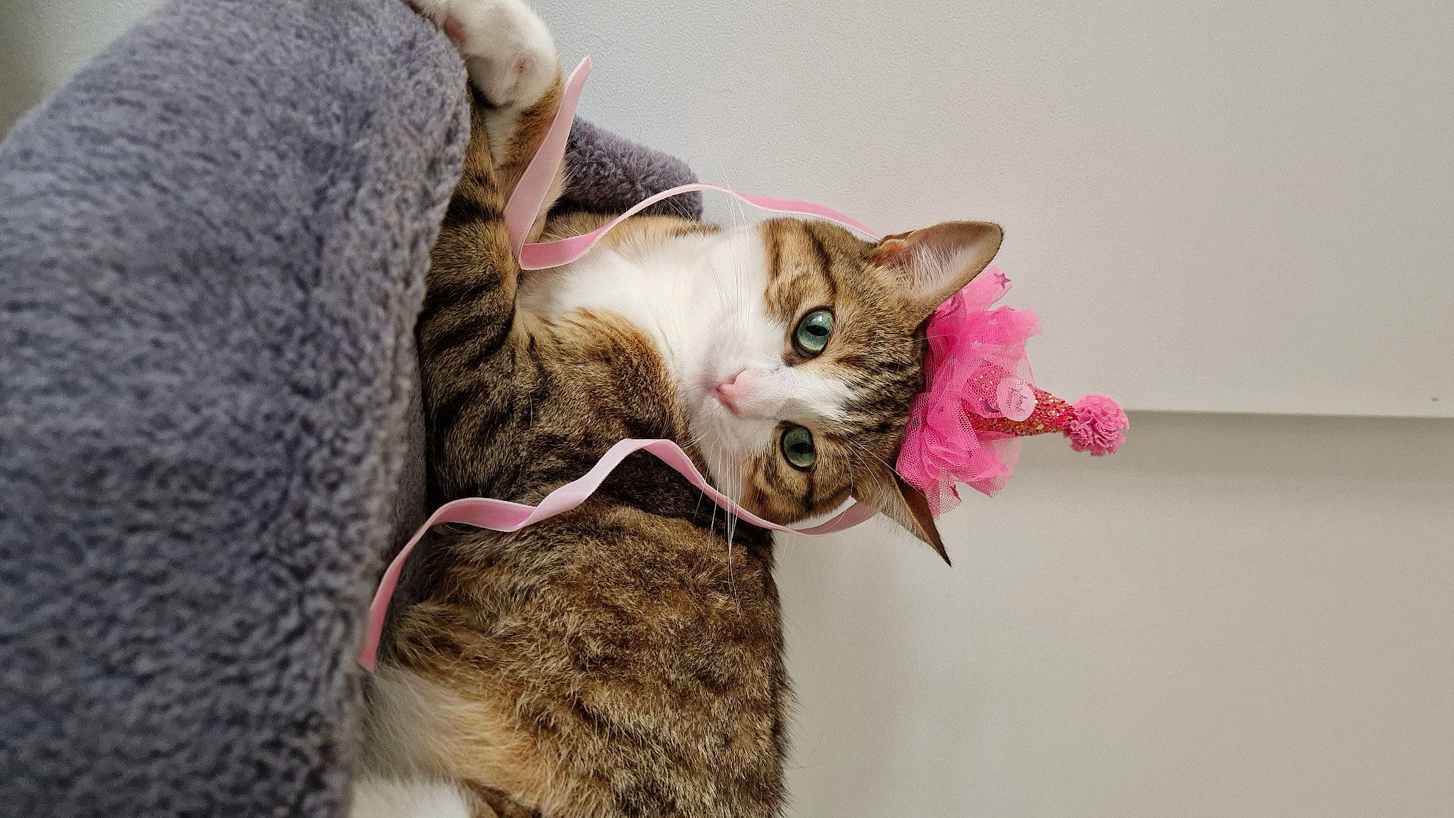 Bubulle participe au concours pour gagner de l'argent avec cette photo : carnivore, cat, claw, collar, comfort, domestic_short_haired_cat, ear, eyelash, fashion_accessory, fawn, felidae, fur, paw, plant, small_to_medium_sized_cats, snout, tail, textile, whiskers